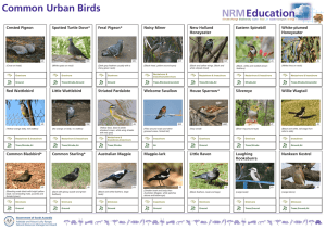 Common urban birds identification chart (669kb pdf)