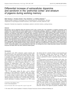 `prefrontal cortex` and striatum of pigeons during work