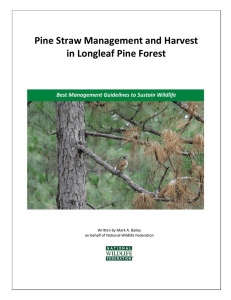 Pine Straw Management and Harvest in Longleaf Pine Forest