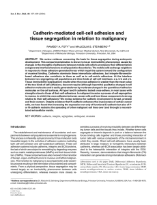 Cadherin-mediated cell-cell adhesion and tissue segregation in