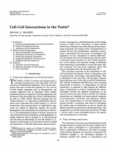 Cell-Cell Interactions in the Testis