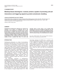 COMMENTARY Metalloprotease-disintegrins: modular proteins