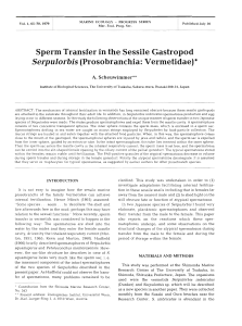 Sperm Transfer in the Sessile Gastropod Serpulorbis