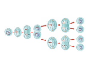 PPt meiosis diagrams