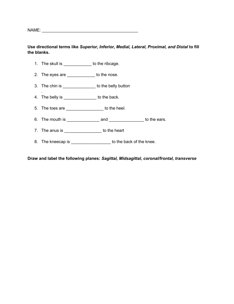 Body Planes Cavities Worksheet