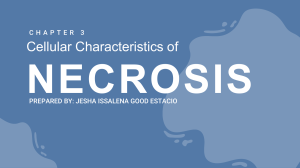 Cellular Characteristics of Necrosis - Lecture Study Guide - JIGEstacio