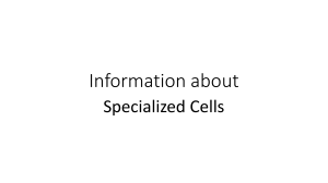 Specialised Cells - Information