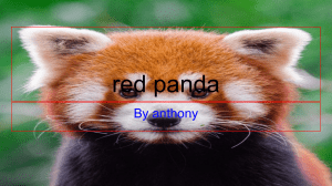 red panda