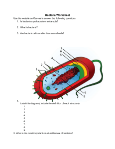 Bacteria Worksheet 