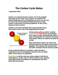 Carbon Cycle Notes