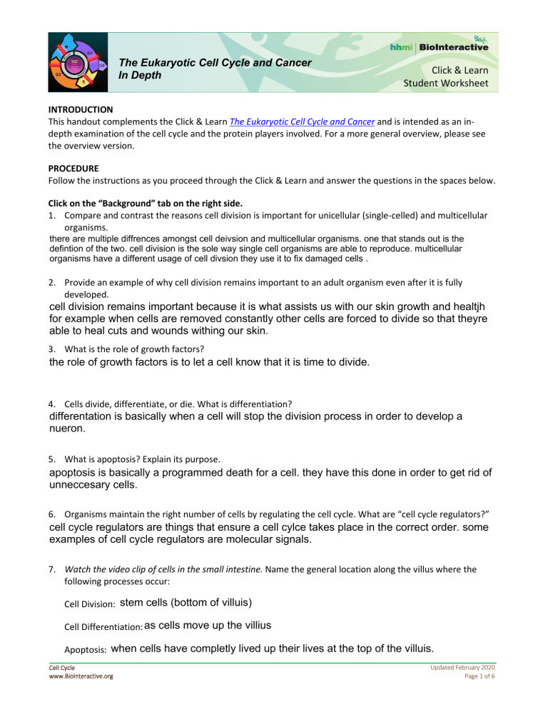 Eukaryotic Cell Cycle Worksheet Answers