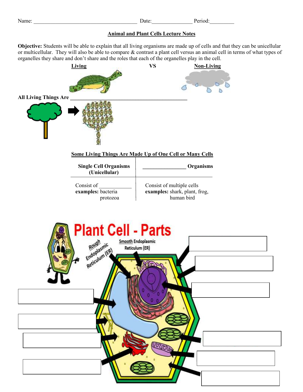 Plant & Animal Cell HW (two part)