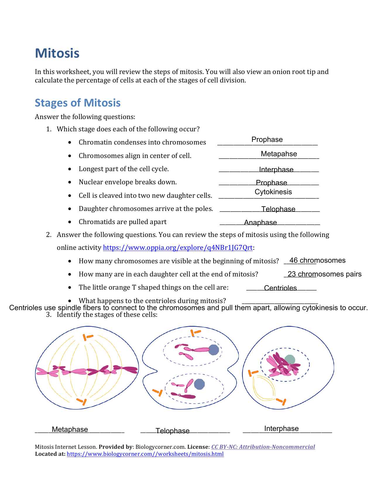 Mitosis Worksheet (2222)-Omkar(22) Regarding Onion Cell Mitosis Worksheet Answers