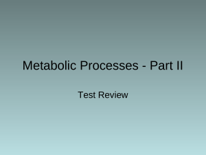 metabolic processes   part ii