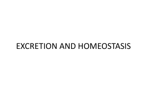 EXCRETION AND HOMEOSTASIS 1