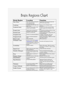 Brain Regions Chart