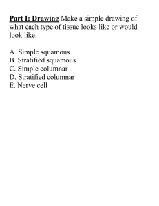 Epithelial and nervous stations Worksheet