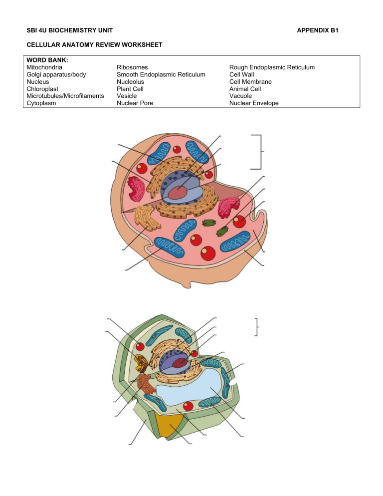 1 Cell Biology Worksheet