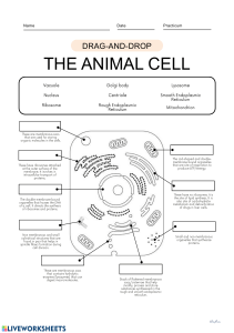 Cell Worksheet