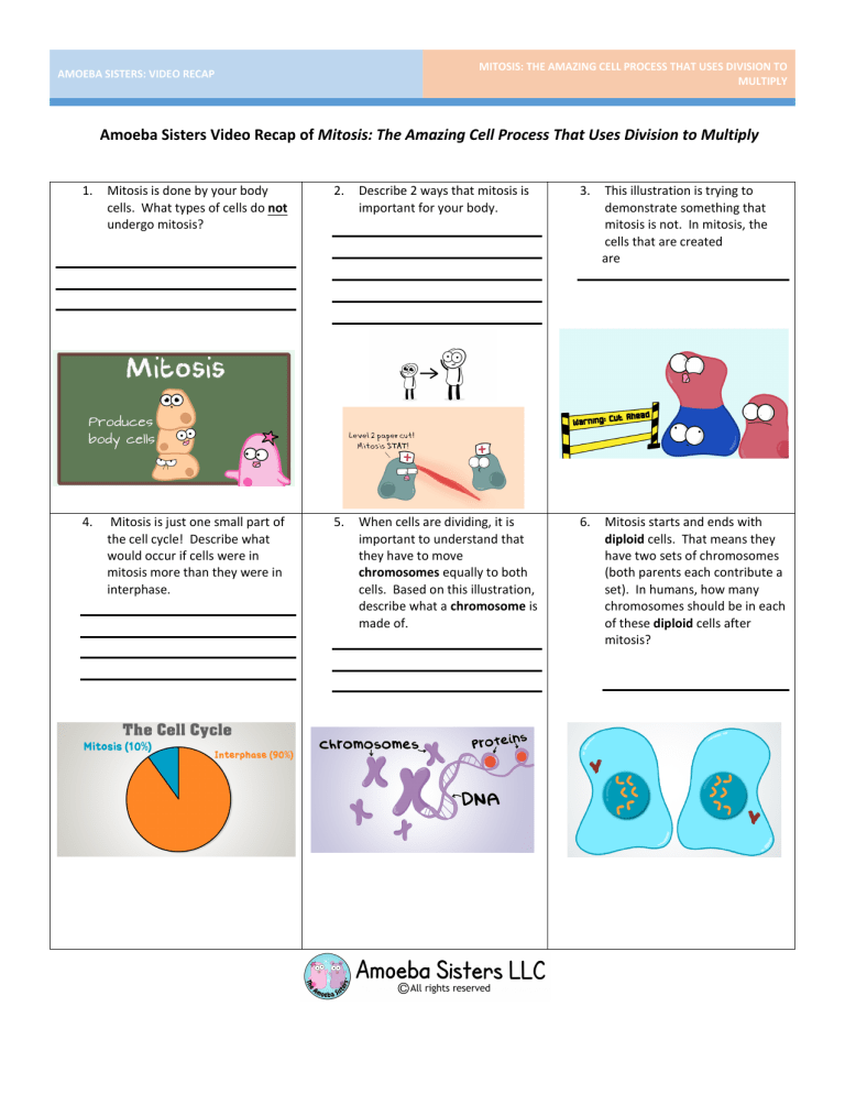 What Is Mitosis Amoeba Sisters