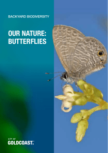 Backyard-Biodiversity- Butterflies