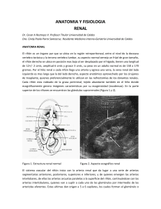 ANATOMIA-Y-FISIOLOGIA-RENAL