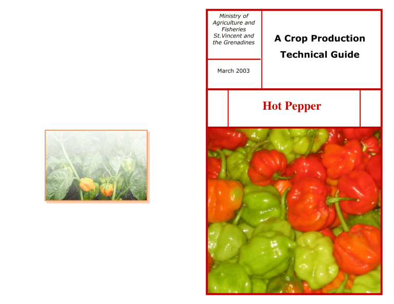 hot pepper production business plan