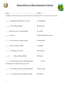 Key Photosynthesis respiration review worksheet