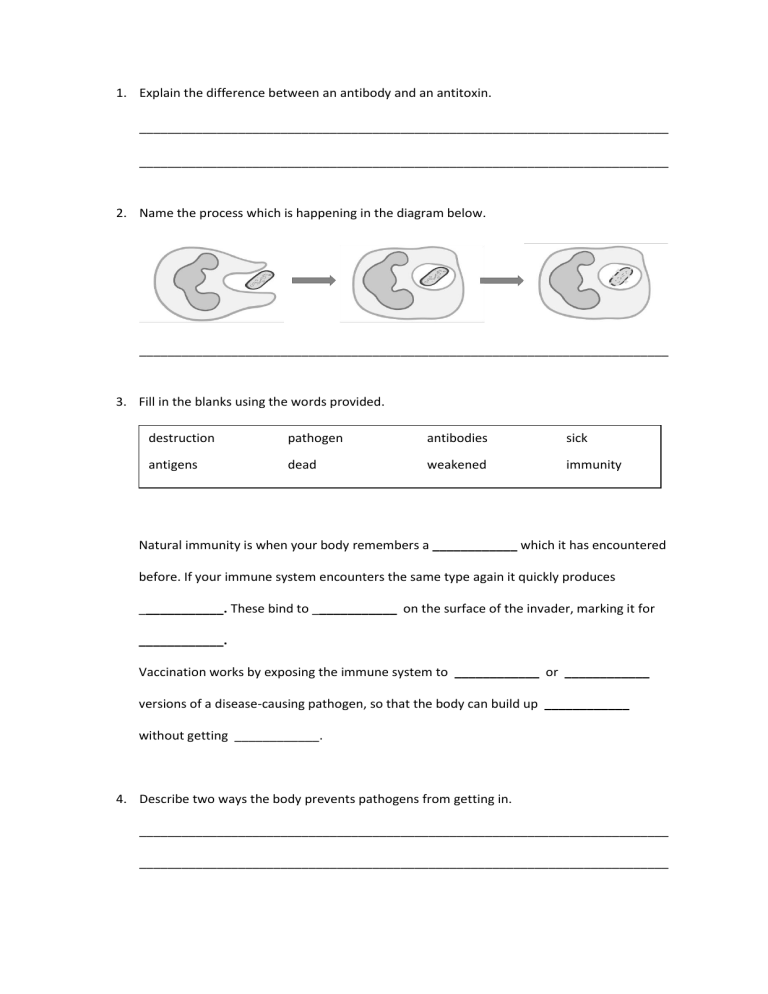 43 The Immune System Worksheet Answers Worksheet Works