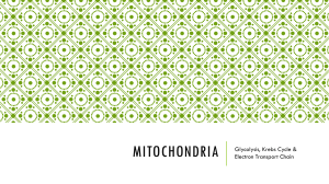 Mitochondria-ppt