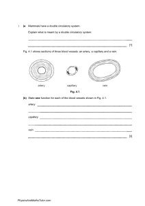 Circulatory System Exam Questions