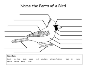 Label the parts of bird