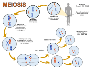 MitosisvsMeiosis-1