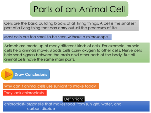 Plant and Animal Cell Powerpoint