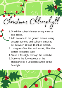 Christmas Chlorophyll