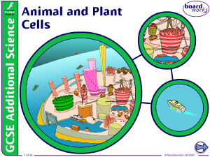 Animal and Plant Cells: Structure and Function