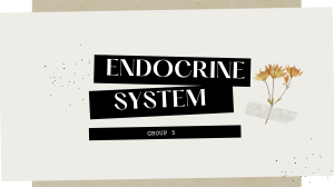 Endocrine System Overview: Hormones & Glands