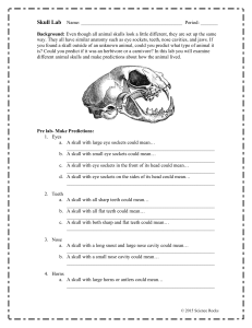 skull worksheet