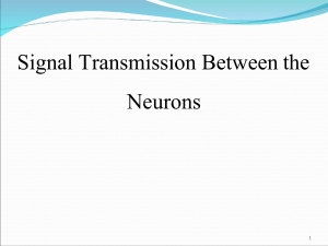 7 Signal Transmission Between the Neurons 124 -converted