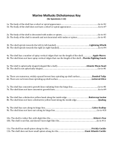 Marine Mollusk Dichotomous Key