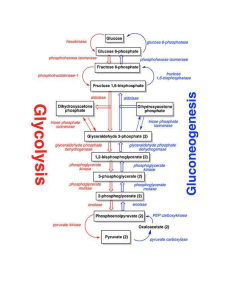 Comparison of Glycolysis and Gluconeogenesis