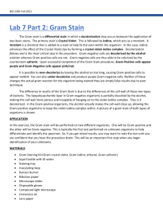 MBIO Gram Stain Lab Sheet