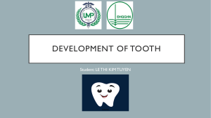 Development of tooth.part2