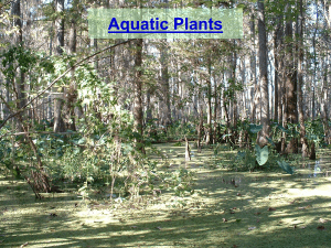 vdocument.in aquatic-plants-56c897df98817