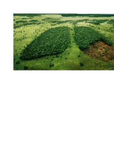 Deforestation image