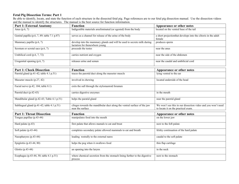 FetalPigDissectionTerms Part1