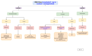 DNA and RNA virus diagrams