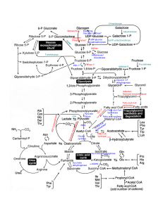 1511 1512 Metabolic map with enzymes (4)