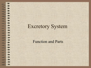 Excretory System (1)