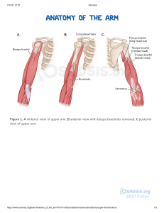 Anatomy of the arm   Osmosis